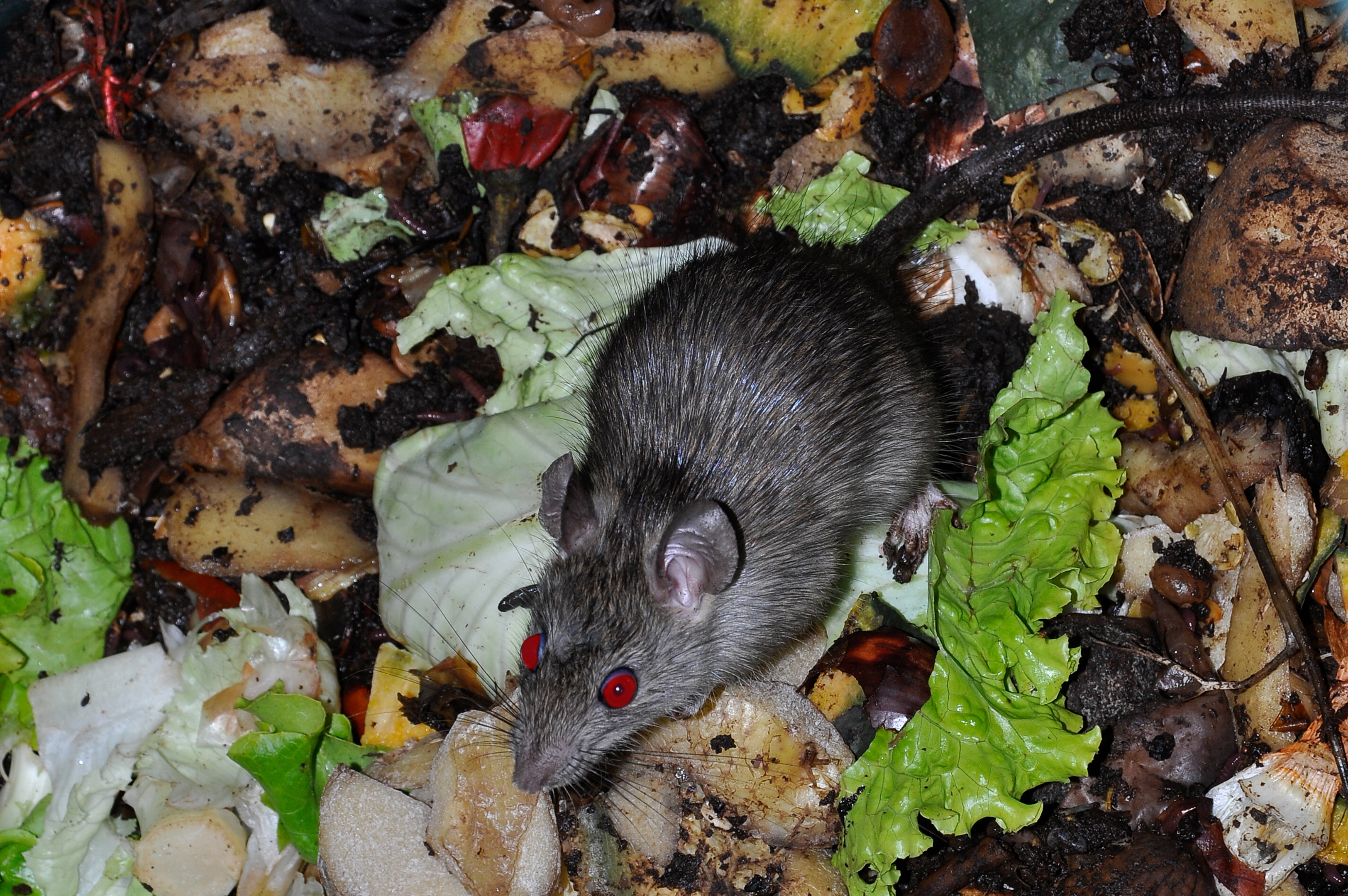 What is best sale vermin